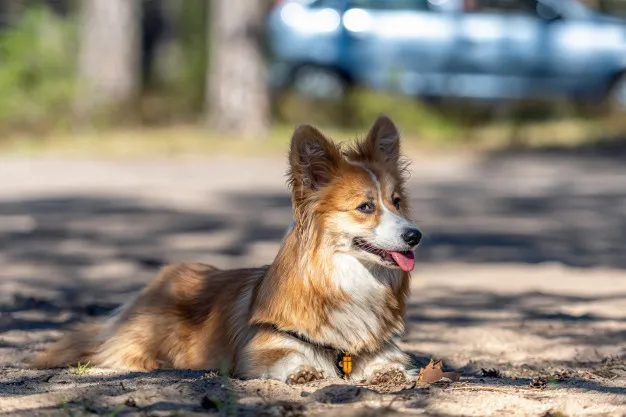 Pembroke Sheltie